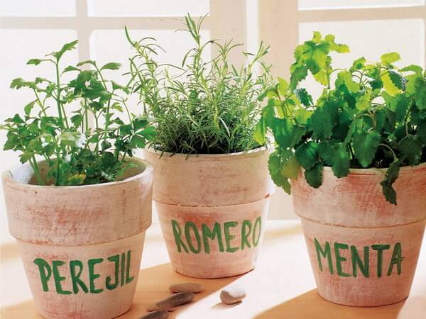 Natural flowers in clay pots